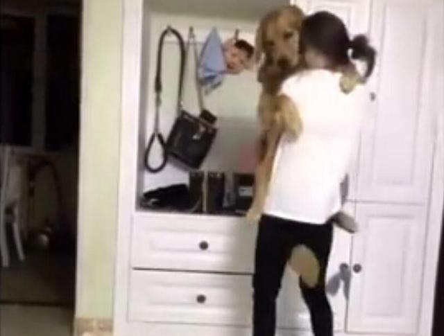 金毛轮胎看到主人打牌输了居然干出这种事,主