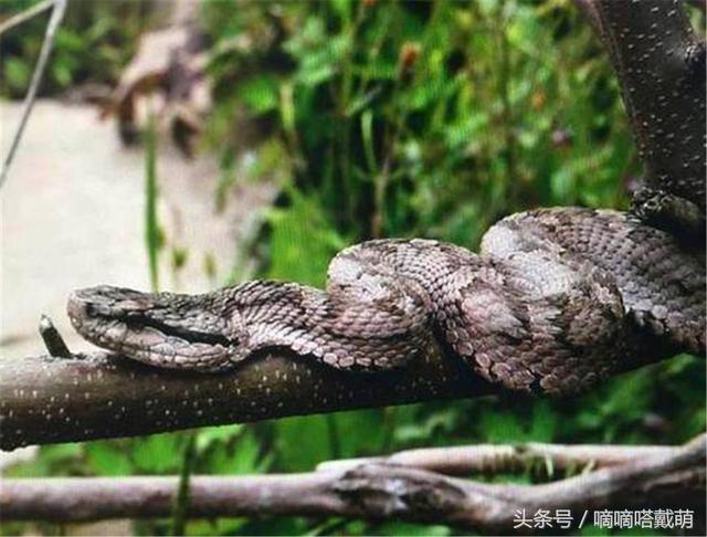 世界上唯一的只生存单一蝮蛇的海岛