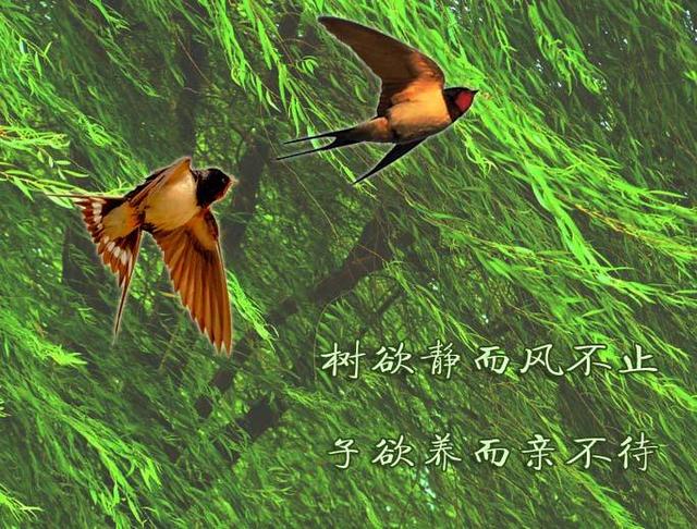 树欲静而风不止,子欲养而亲不待--时间都去哪儿