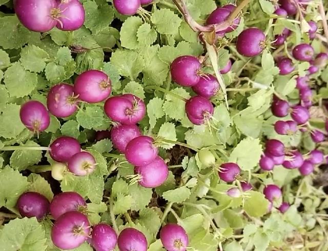 农民种植“小铜锤”,学名地茄子,治疗“女生白带”有神奇功效