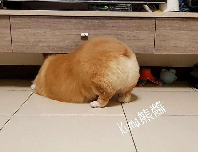 台湾网红长毛柯基kuma酱,一只屁屁会吃手的大抠基