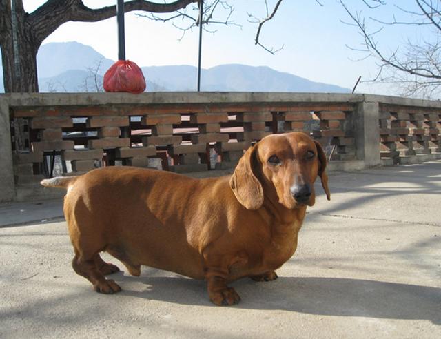 最可爱的狗盘点,世界上最可爱的十大狗狗排行榜