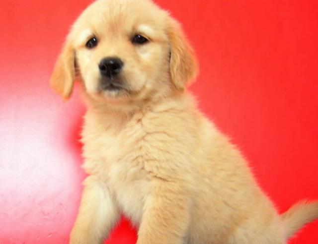 我家的金毛小时候一脸无辜,如今,别提了,看都不