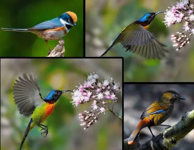 百鸟天堂-云南百花岭八天深度打鸟团