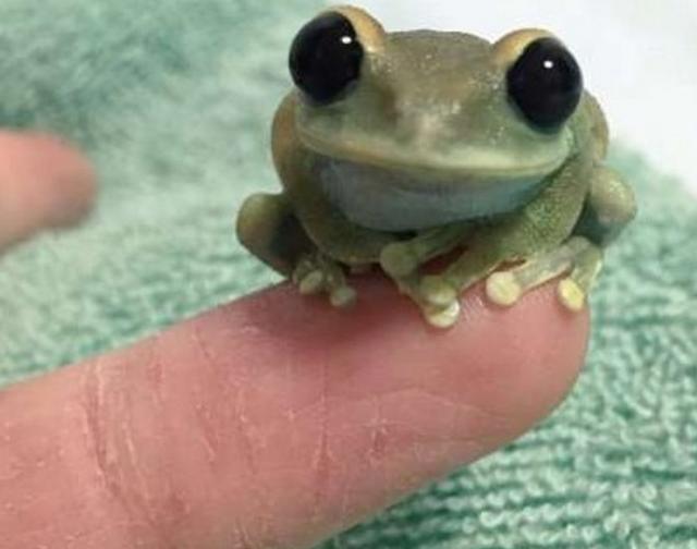 出去玩的时候碰到了超萌的青蛙大眼睛大嘴怎么看都可爱