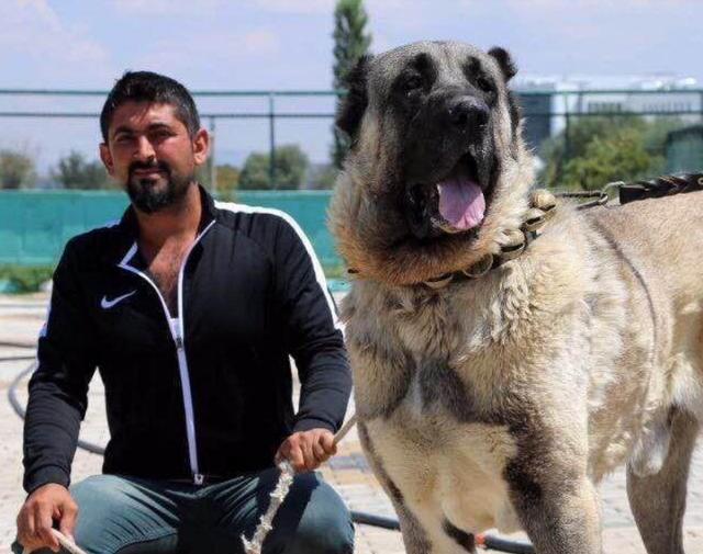 意犬利人口
