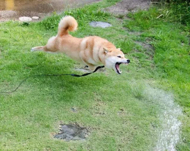 听说给柴犬浇浇水,它就能茁壮成长飞上天!怎么回事?