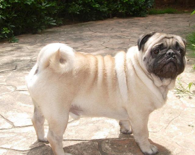 想拥有一只可爱的巴哥犬吗?