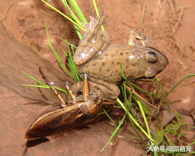 田鳖_马陆