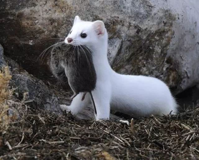 盘点世界上十大长相可爱又不常见的动物们,每一只都萌化了