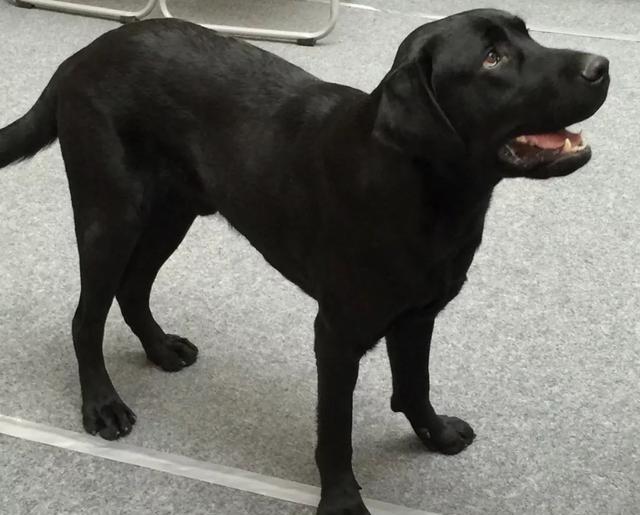 「回顾」北京市保护小动物协会携手友安共建爱