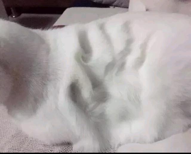 主人闲来无事,给了猫咪一掌,看这掌印,这猫一定是虚胖