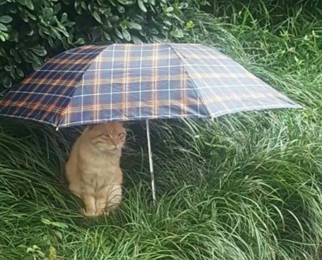 萌宠萌图第1335:猫咪一起躲雨的样子有点像龙猫在等巴士啊!