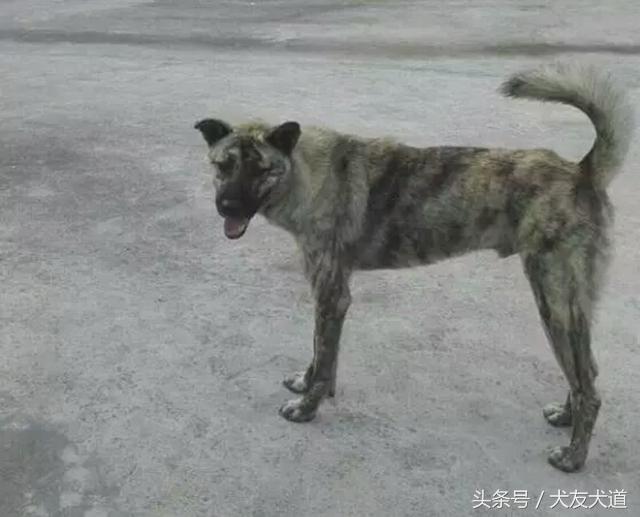 「国犬收藏版」中国各省区狗狗品种合集