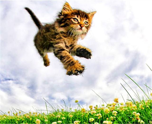 这组猫咪照真的是有"毒",点开看完快被萌死了!