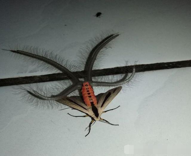 这种飞蛾长相奇特,认识的人不到百分之1!|飞蛾|长相|不到_新浪网