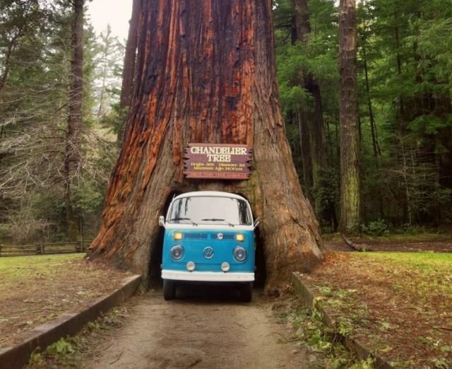 世界上最大的树,以将军名字命名,也被称为世界