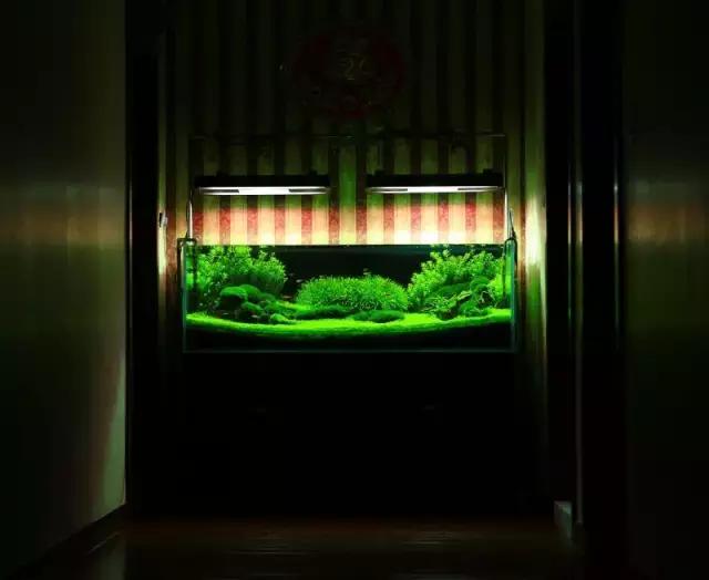 家居水景丨1.5米草缸开缸造景教程