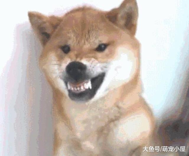 满满的失望的表情包