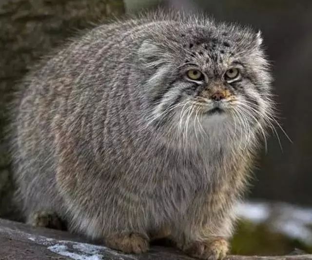 盘点世界上十大长相可爱又不常见的动物们,每一只都