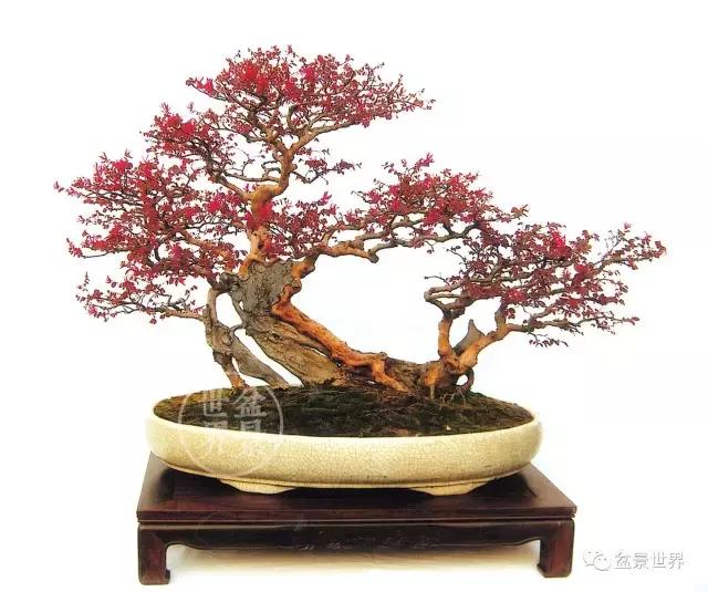 野生的红花檵木已经很少了红花檵木盆景要怎样制作及养护
