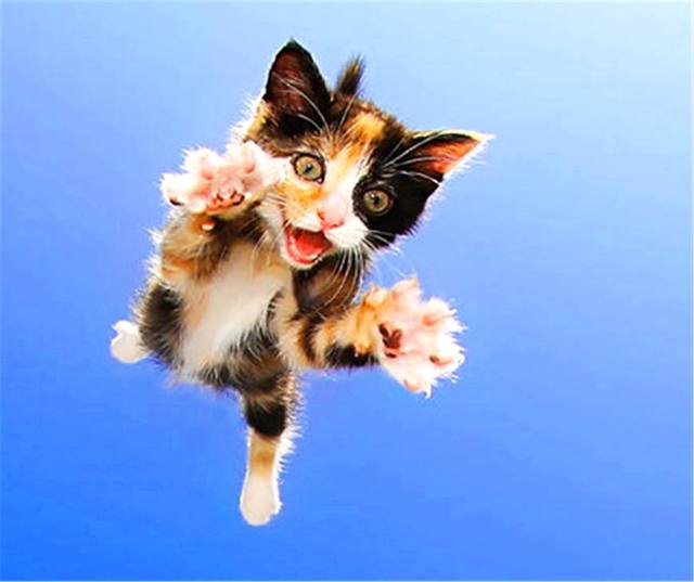 这组猫咪照真的是有"毒",点开看完快被萌死了!