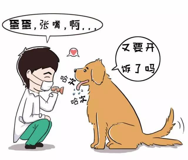 狗狗呕吐勿惊慌，病因颜色藏！教一教大家如何判断