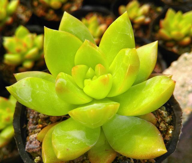 小编的黄金万年草就被晒死了,┭┮┭┮对于多肉植物黄丽的介绍,小泡菜菌图片