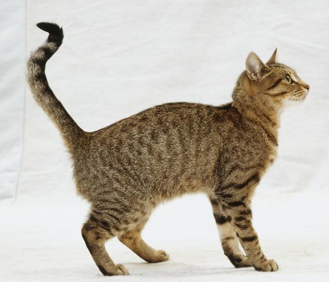 猫可以通过身体不同部位的姿势来表达不同的情绪,其中头,尾,四肢和