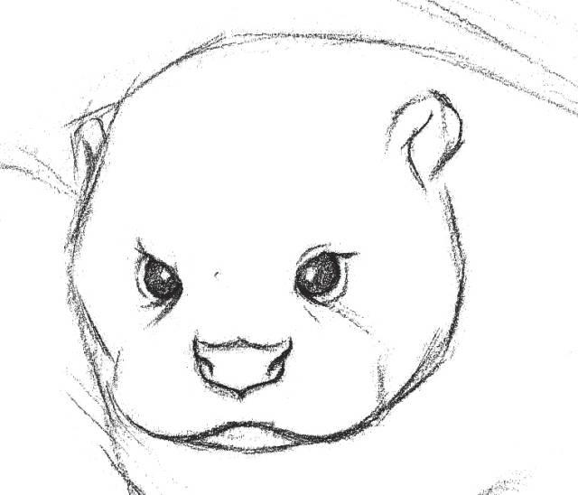 只需12步,画一只素描小动物!