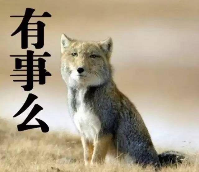 面瘫藏狐:为表情包而生的动物