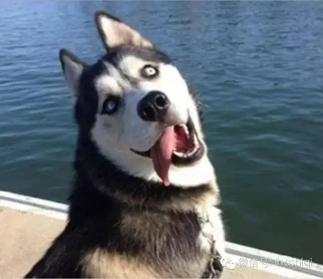 哈士奇的舌头,绝对是一道亮丽的风景线
