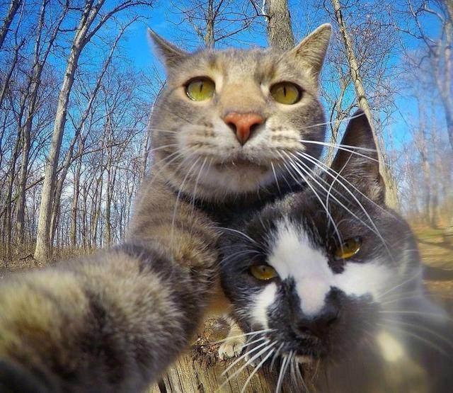 猫咪爱上了自拍,照片中的小伙伴好抢镜!这姿势人都佩服!