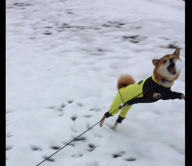 穿着防雪服的柴犬第一次见到雪 兴奋到都快要变