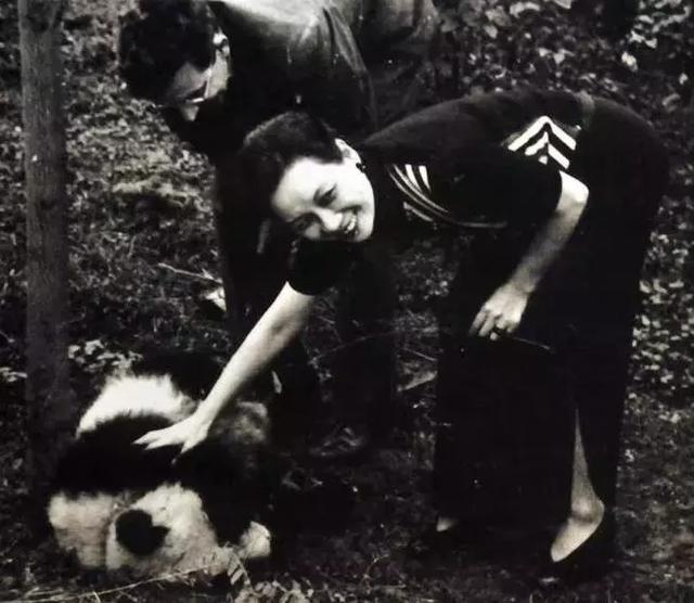 温顺的大熊猫以竹子为主食, 在古代却为什么被称为凶猛的食铁兽