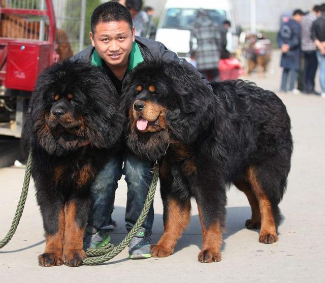 来到城市周边的狗市，看到很多奇特的狗狗，最后一个很心酸