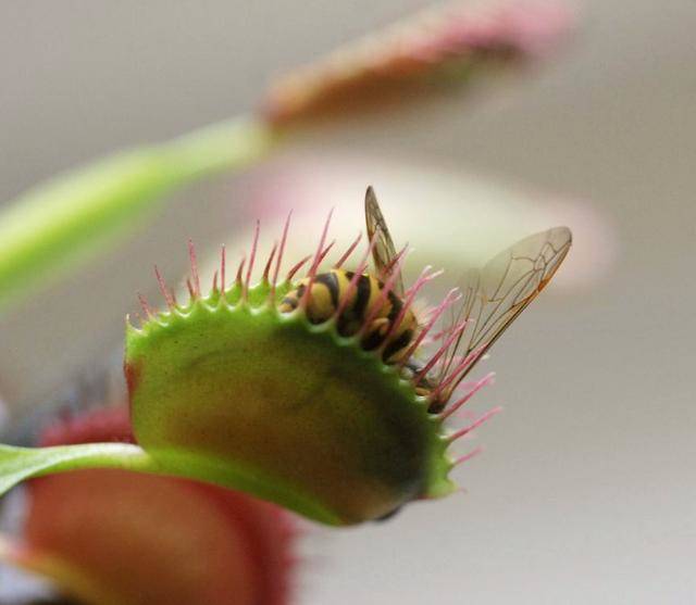 食虫植物系列:捕蝇草的"血盆大口|捕蝇草|昆虫|虫_新浪新闻