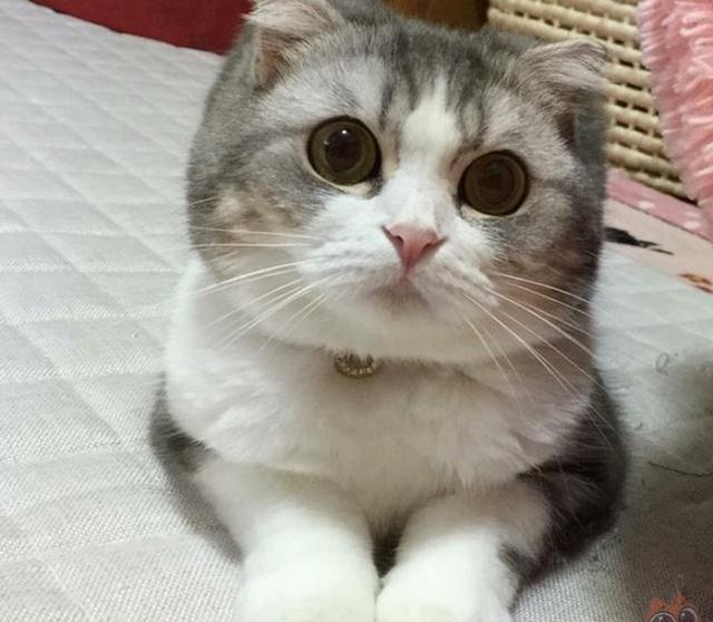 这是一只拍照时超会摆pose的猫咪,每一张照片都是美美