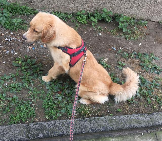 橘猫跳楼,自己没事却把人车给砸了,主人赔偿1