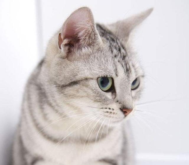美国短毛猫来啊撸猫啊这么可爱实在停不下来