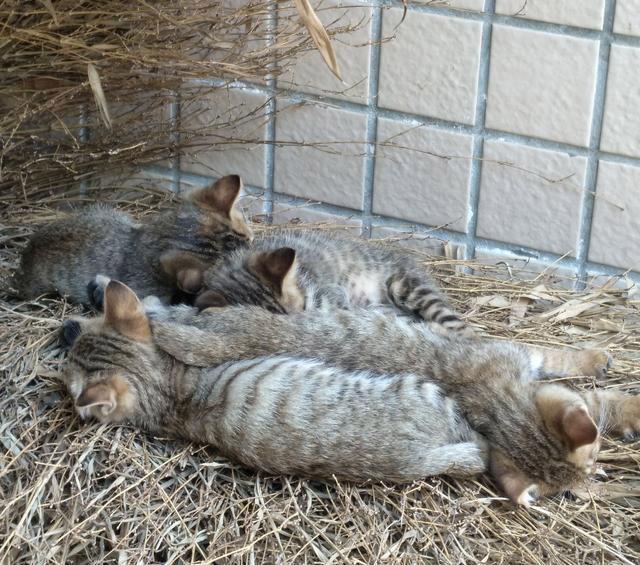 中国本土纯种猫,不黏人的世界名贵品种,大部分