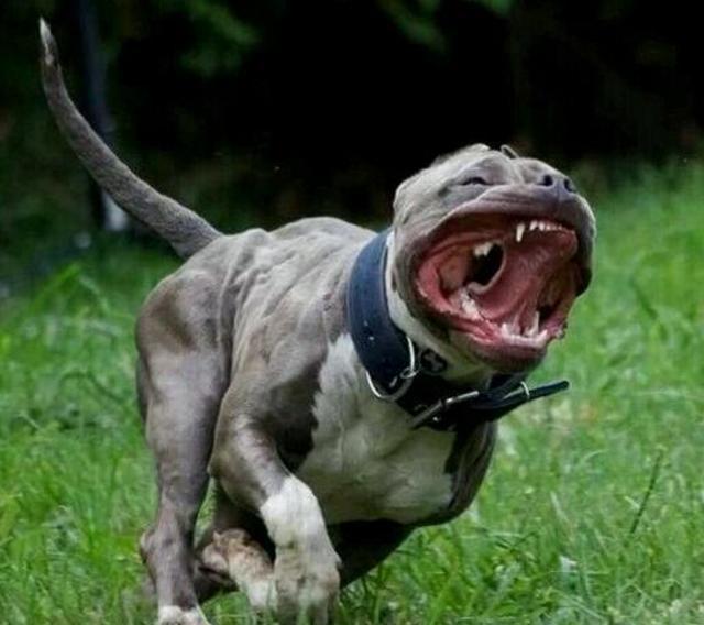 全球猛犬战力大比拼，藏獒进不了前十，比特犬11名，杜高犬第10名