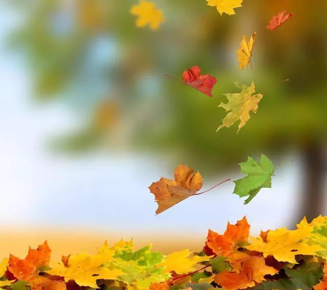 诗词欣赏:你不知道那些关于风的诗句究竟