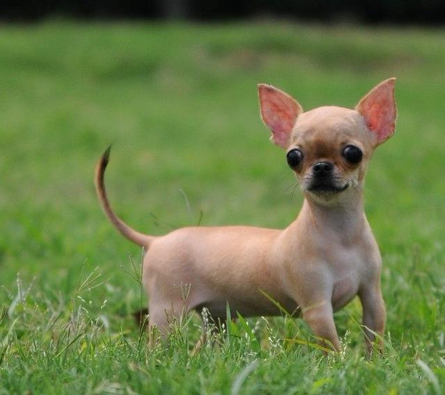 世界上最小的狗狗之一,也是明星们的爱宠!