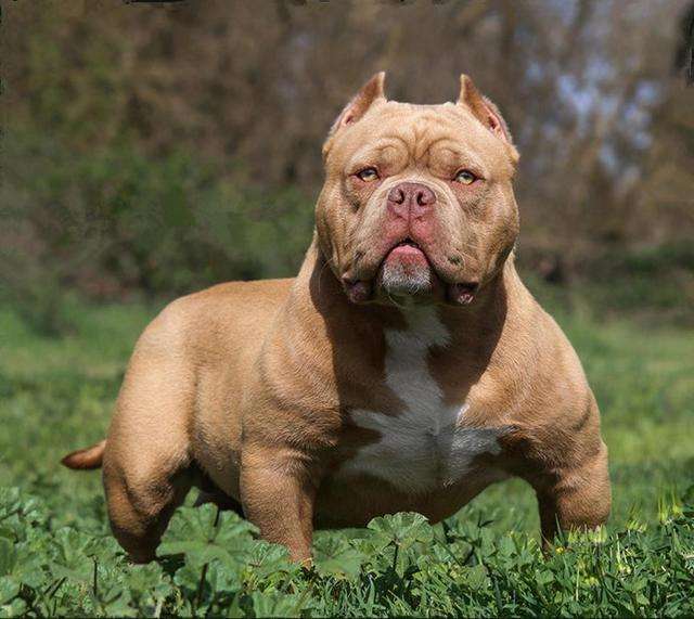 恶霸犬为啥养的都后悔