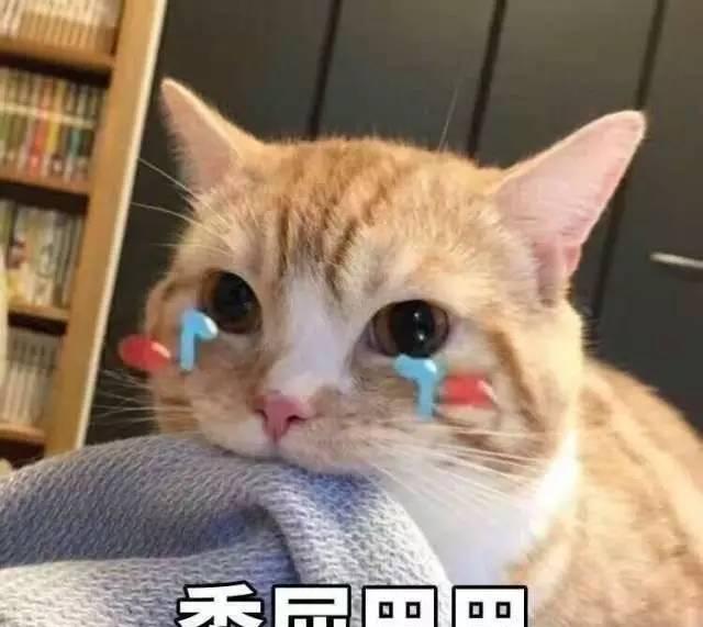 办好这些证件，宠物托运其实没你想的那么难！
