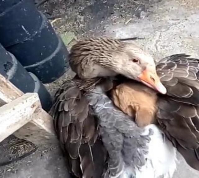 小奶狗快被冻死了,却被一只鸭子拥入怀中,路人