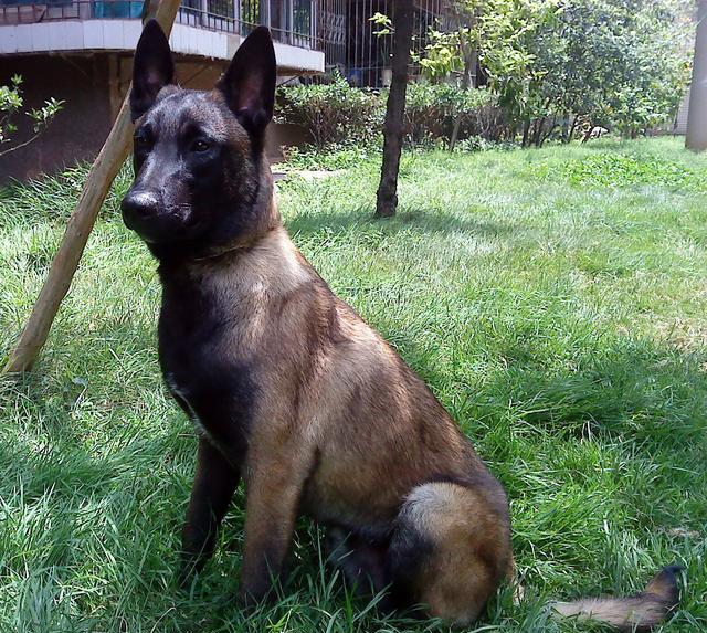 瑞农犬舍双血统纯种马犬—精良就是6