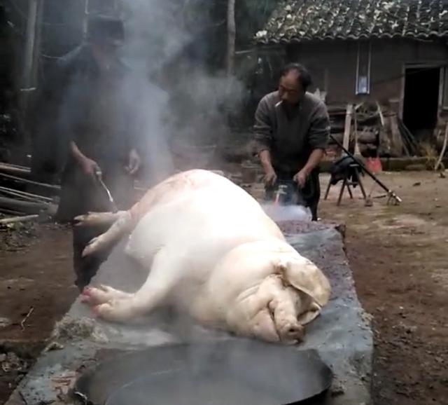 农村杀猪图片