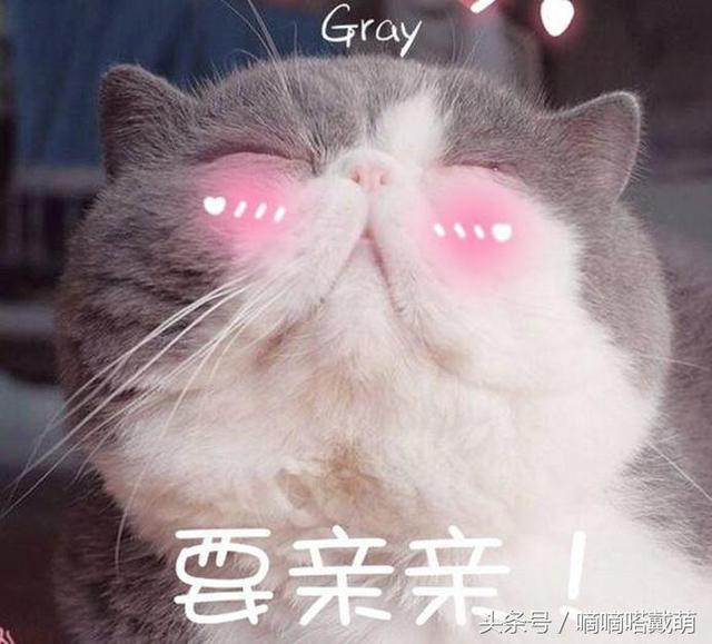 盘点那些表情包里常见的网红猫,你一定用过它们的表情